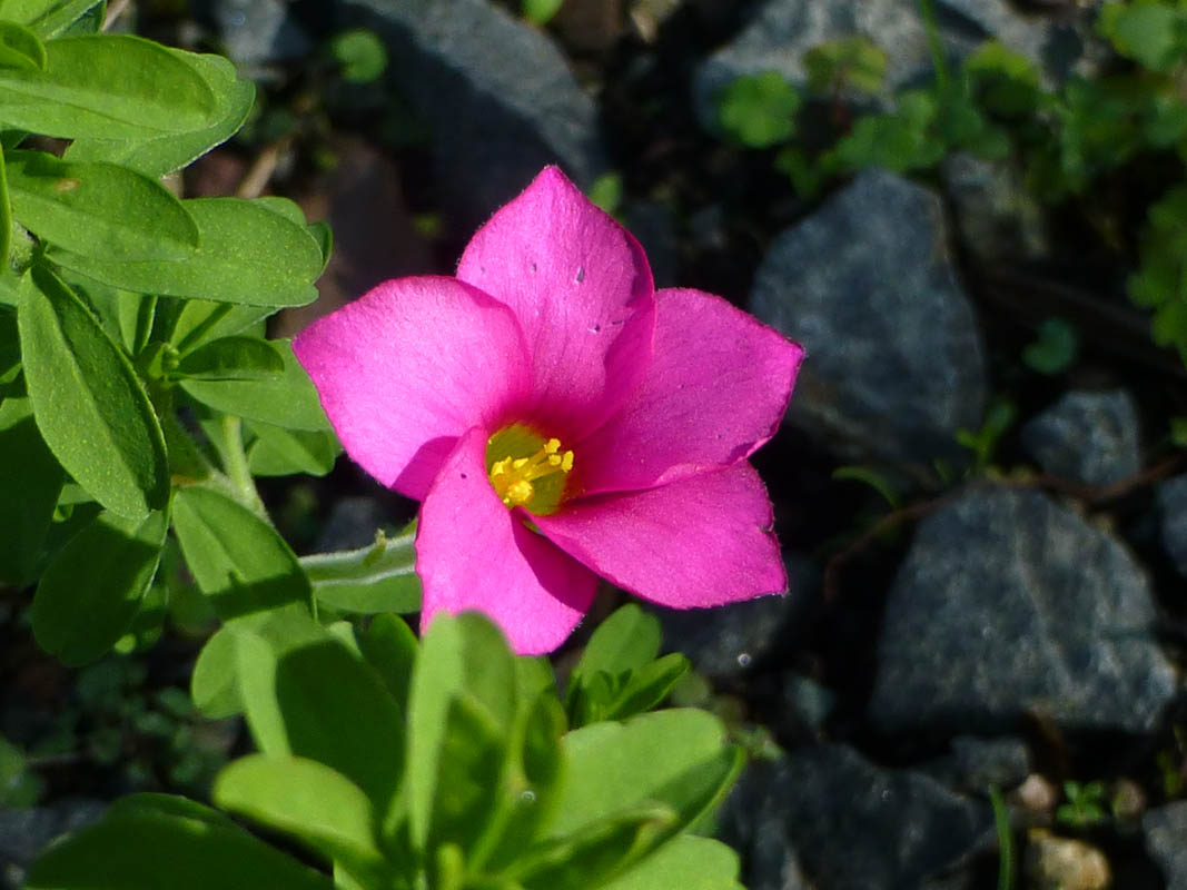 Oxalis hirta photo